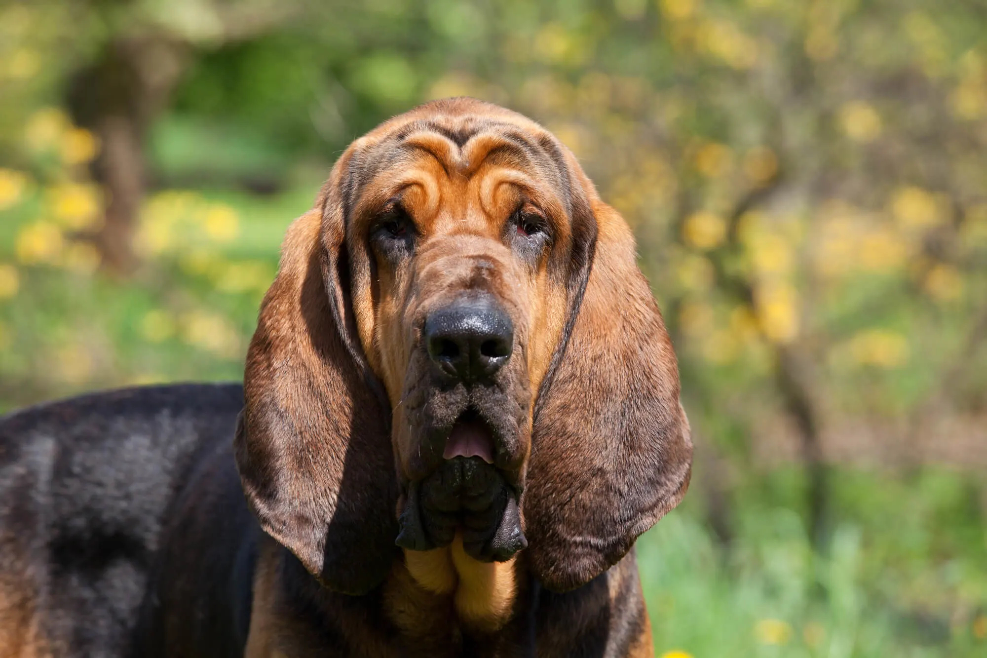 Bloodhound