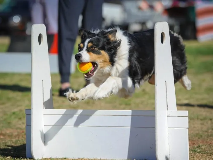Flyball: Der umfassende Leitfaden für Hundetraining