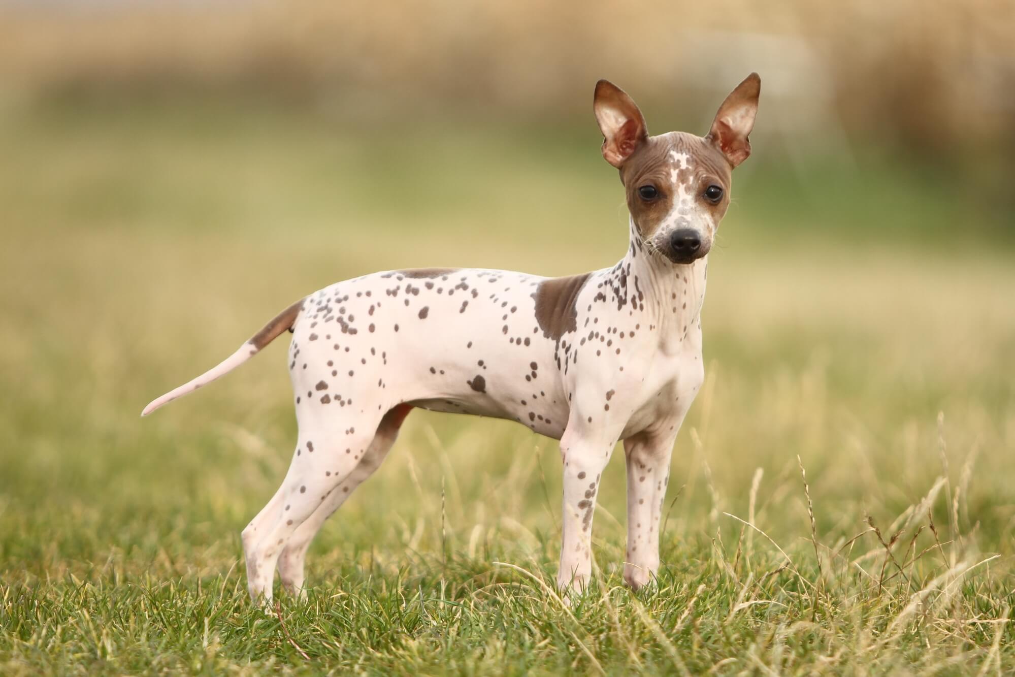 American Hairless Terrier