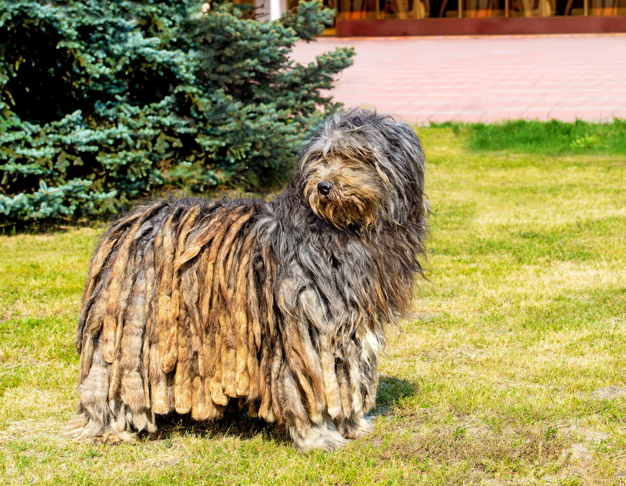 Bergamasco