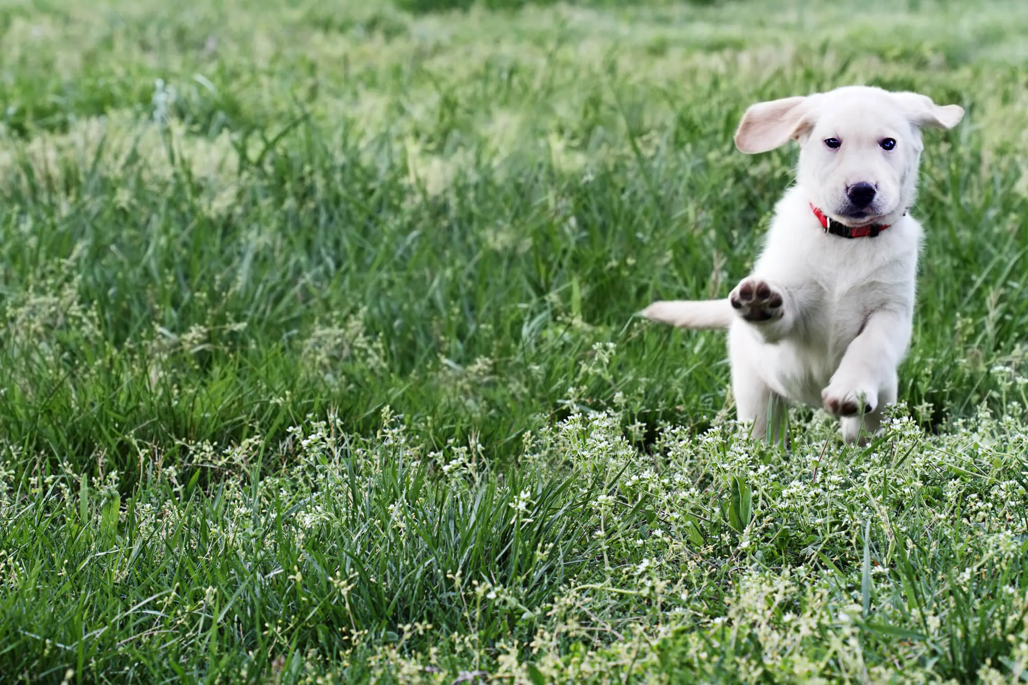 Britischer Cream Golden Retriever