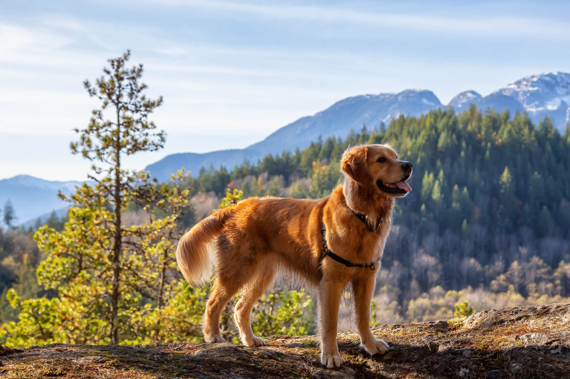 Canadian Golden Retriever