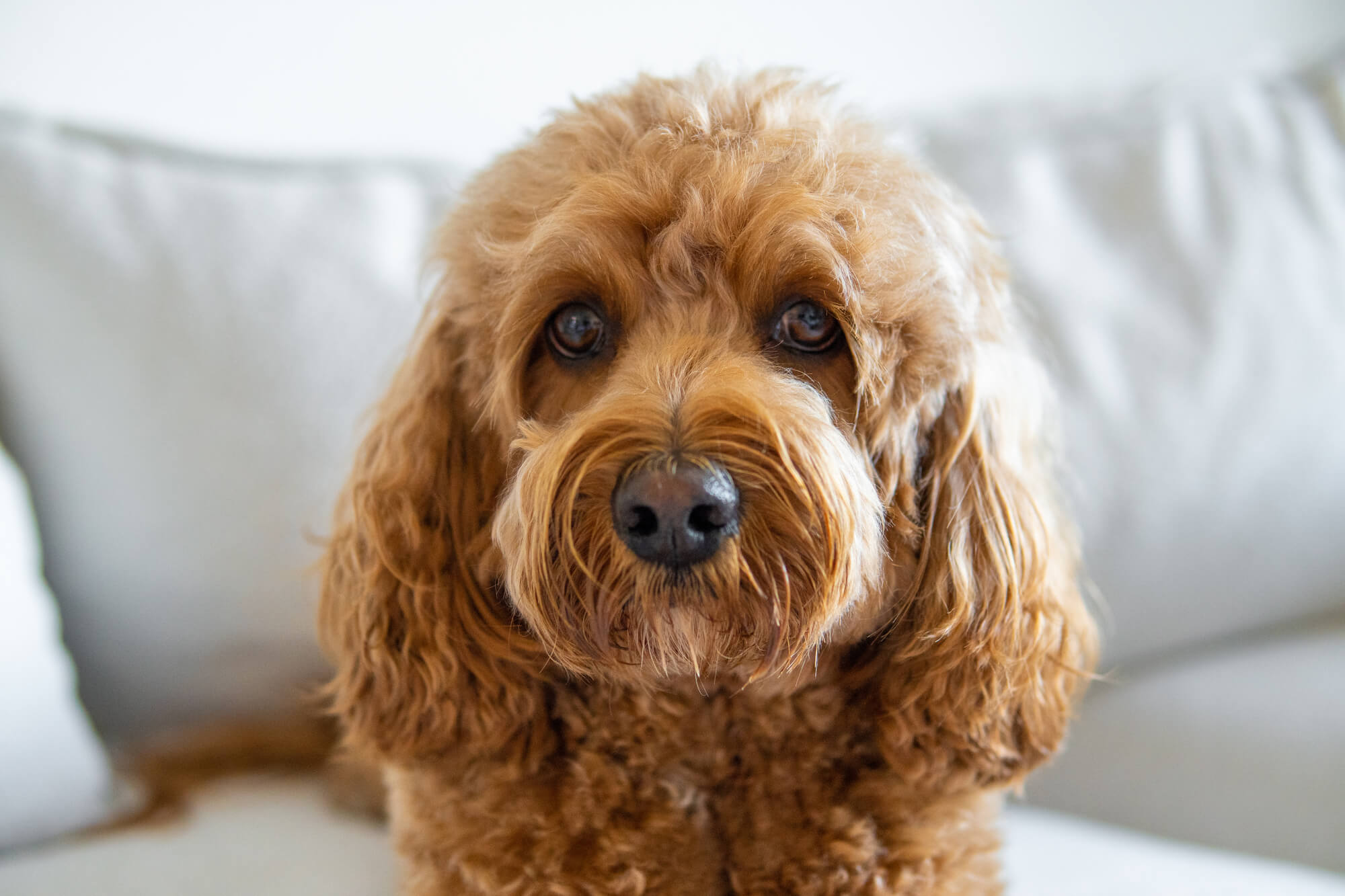 Cavapoo