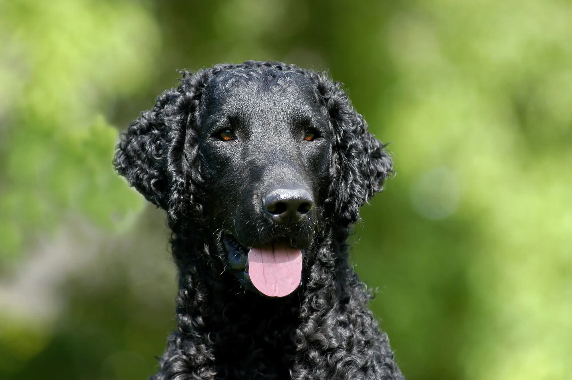 Curly Coated Retriever