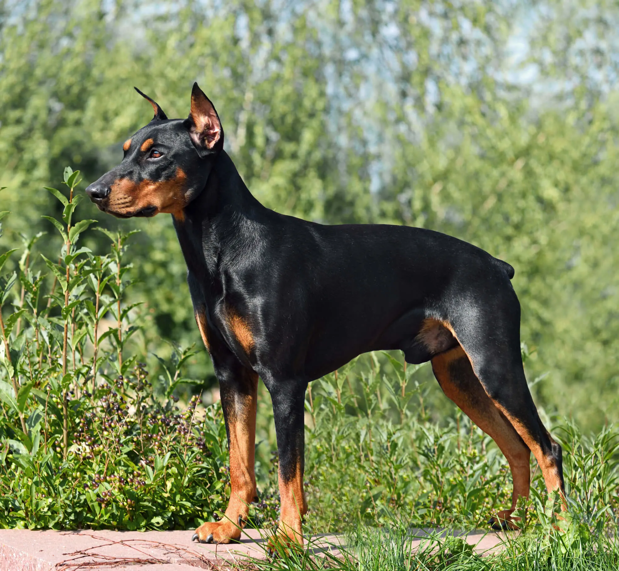 Deutscher Pinscher