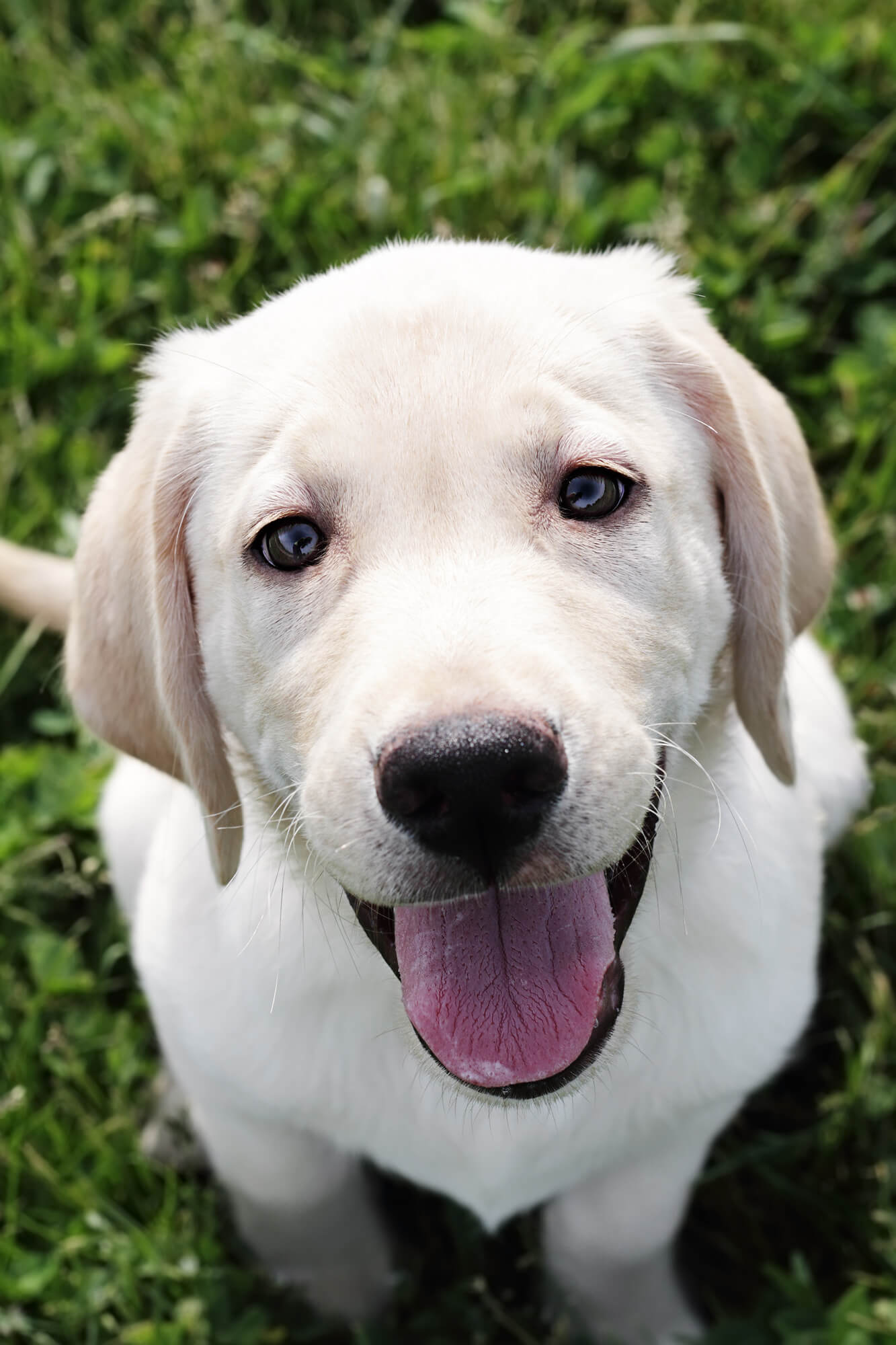 English Cream Golden Retriever