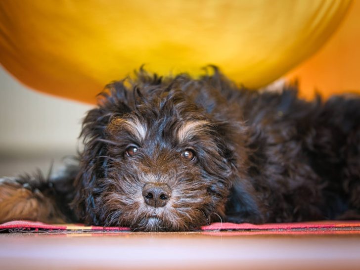 Goldendoodle Schwarz: Charme und Intelligenz in Einem!