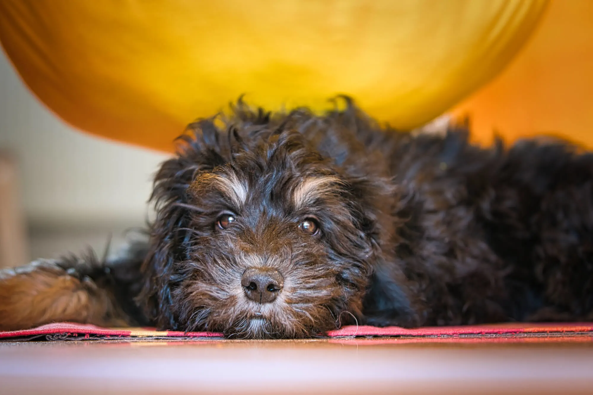 Goldendoodle Schwarz