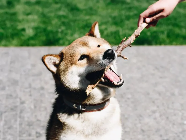 Japanische Hunderassen: 13 einzigartige Rassen im Überblick