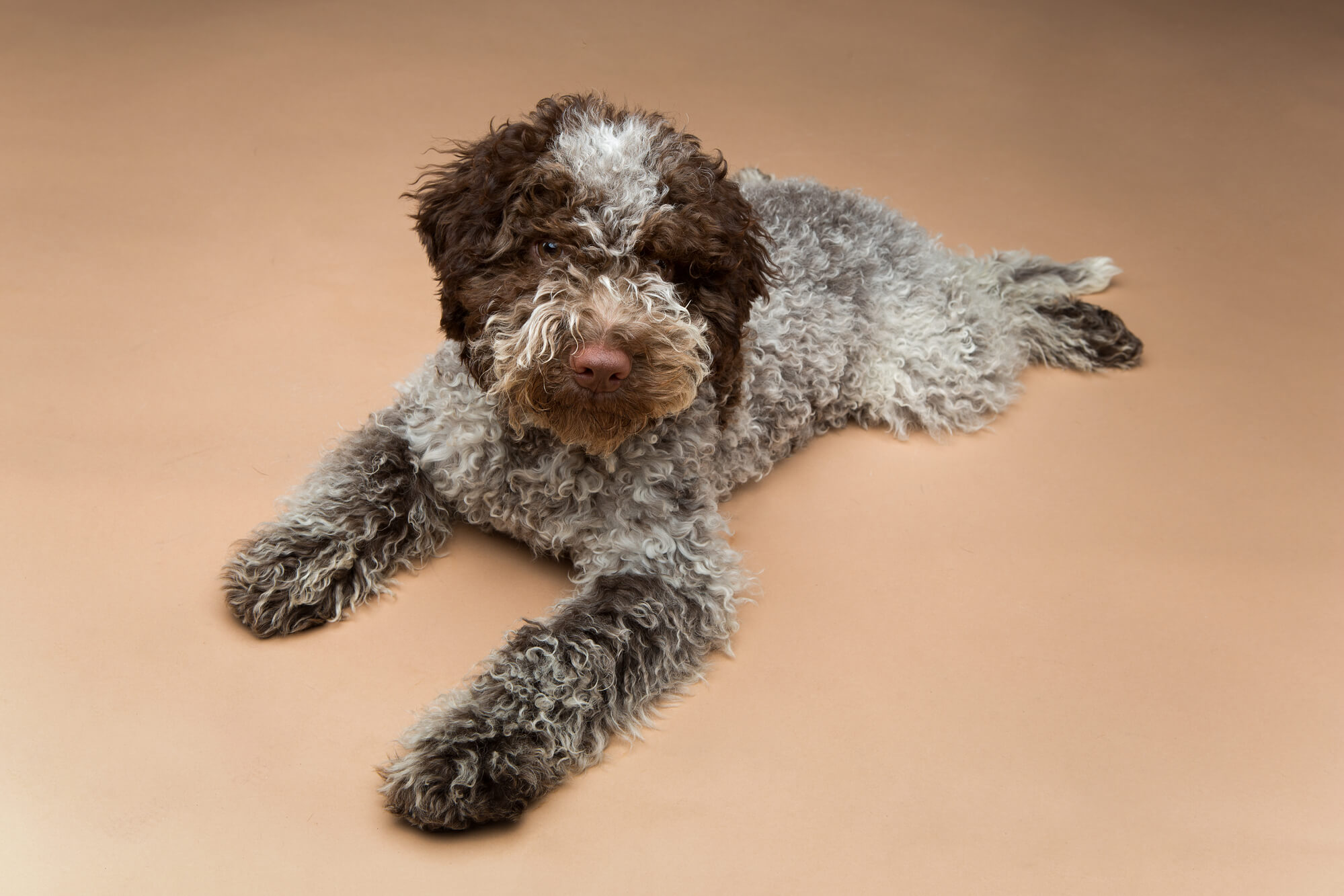 Lagotto Romagnolo