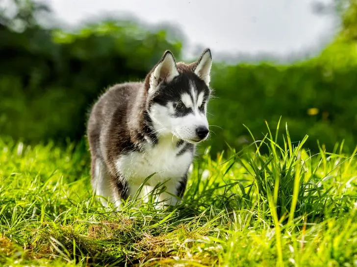 Der Mini Husky: Kleiner Statur, Großer Enthusiasmus
