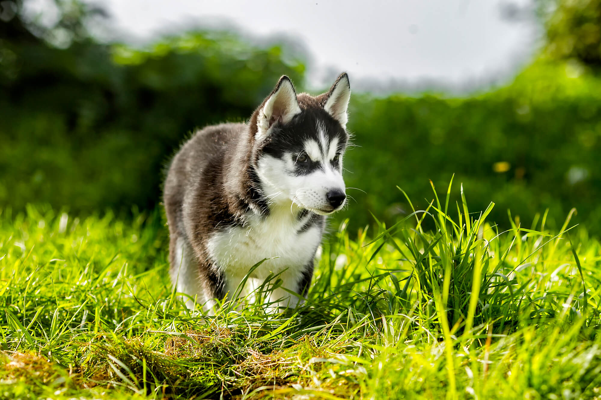 Mini Husky