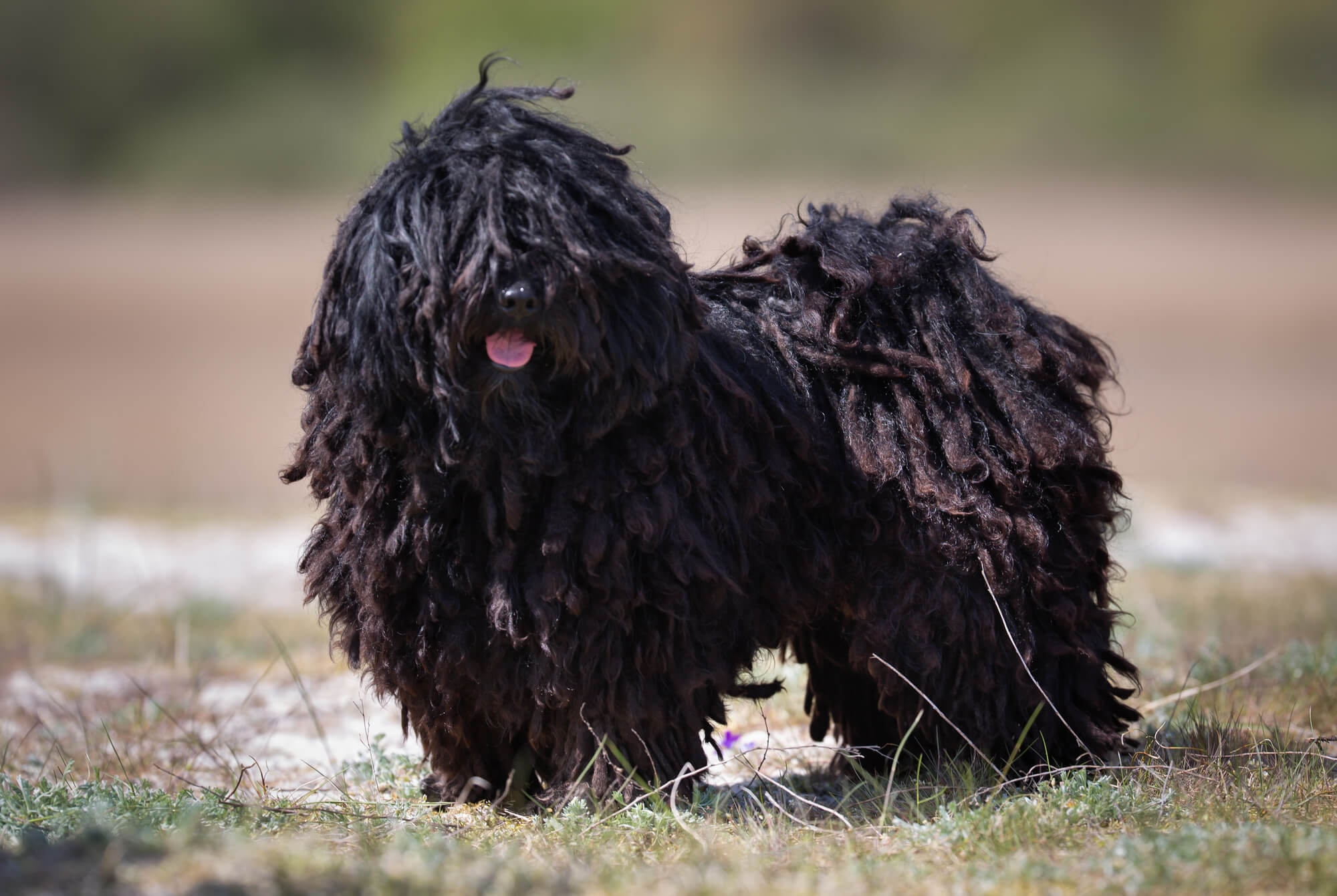 Puli Hund