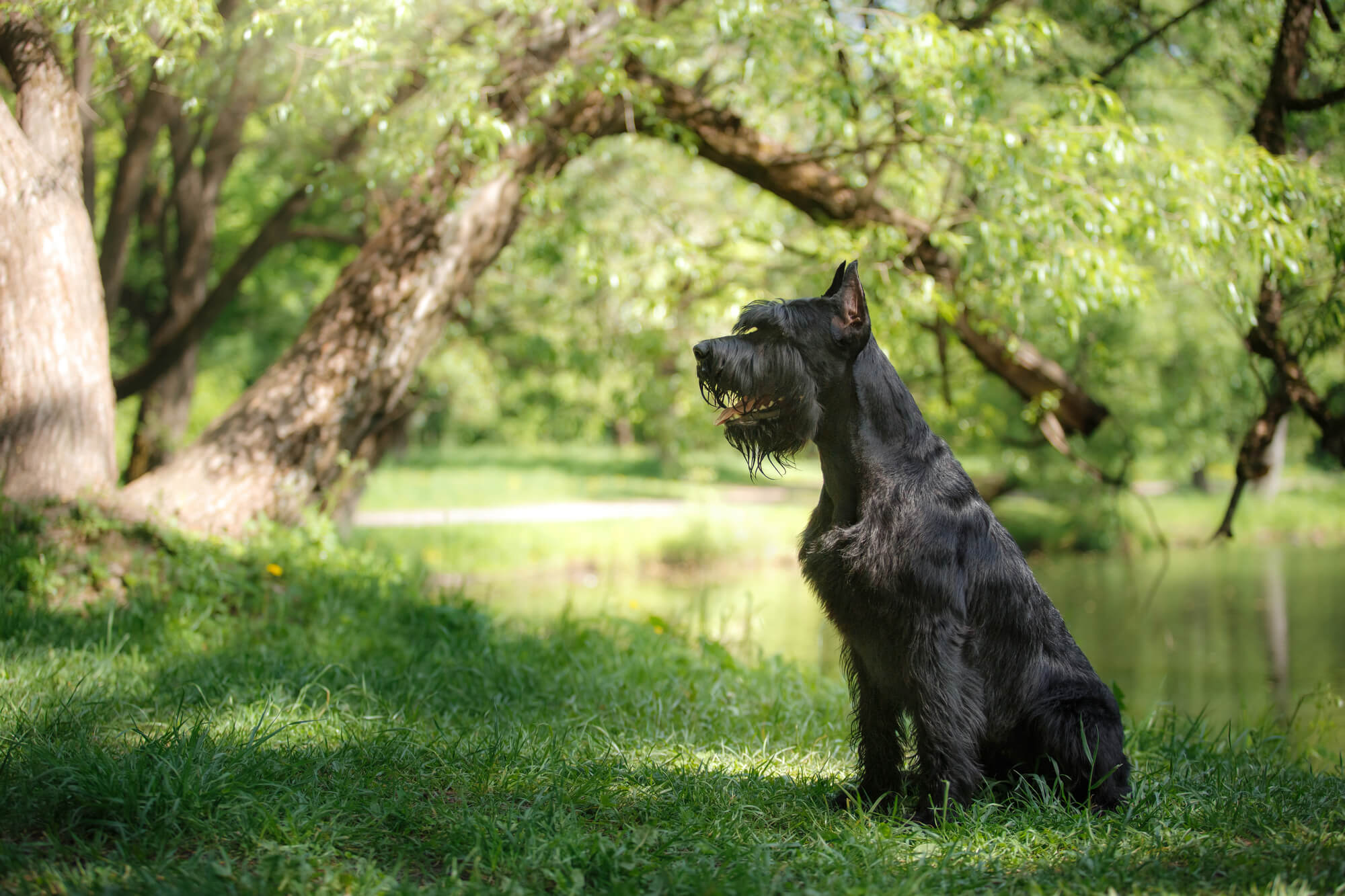 Riesenschnauzer