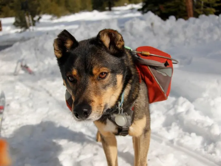 Rottweiler Husky Mix (Rottsky): Aktive Familienhunde (mit Fotos)