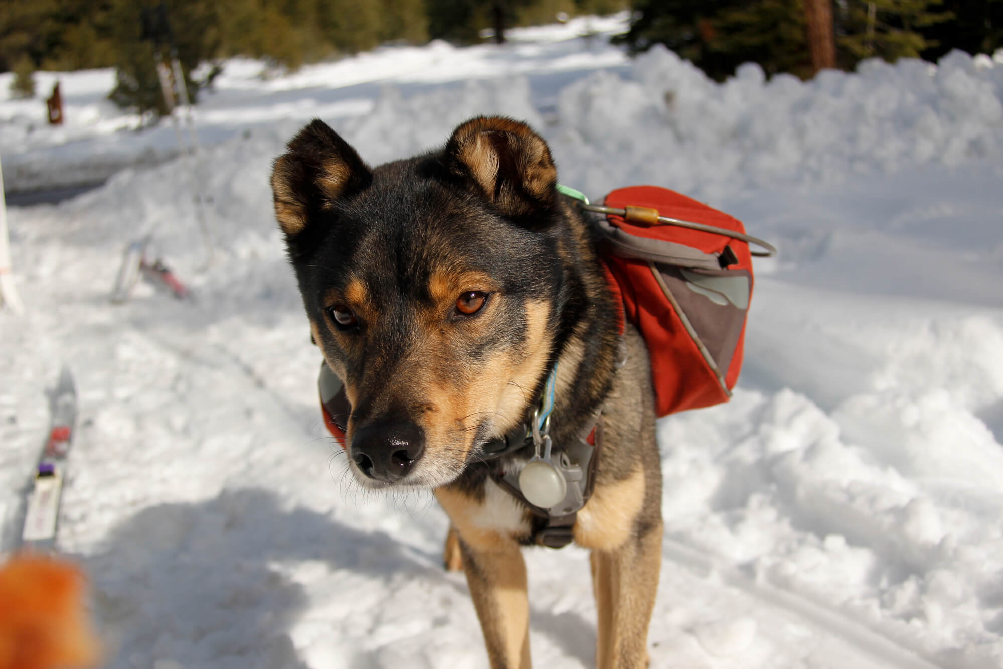 Rottweiler Husky Mix Rottsky