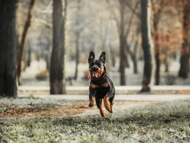 Rottweiler aggressiv? Mythos & Realität der Hunderasse