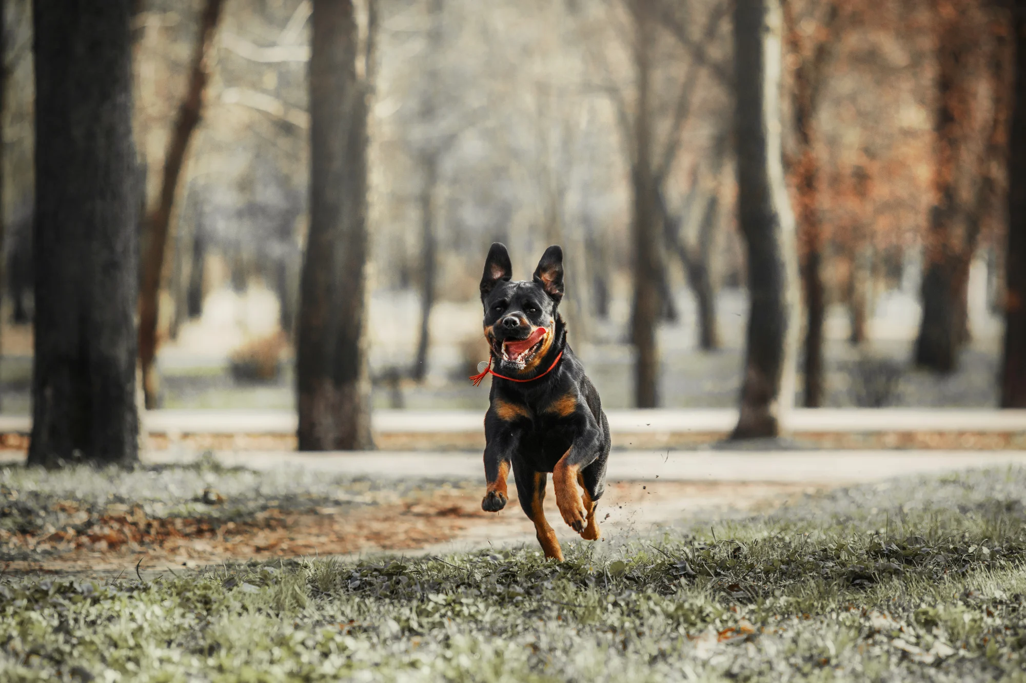 Rottweiler aggressiv