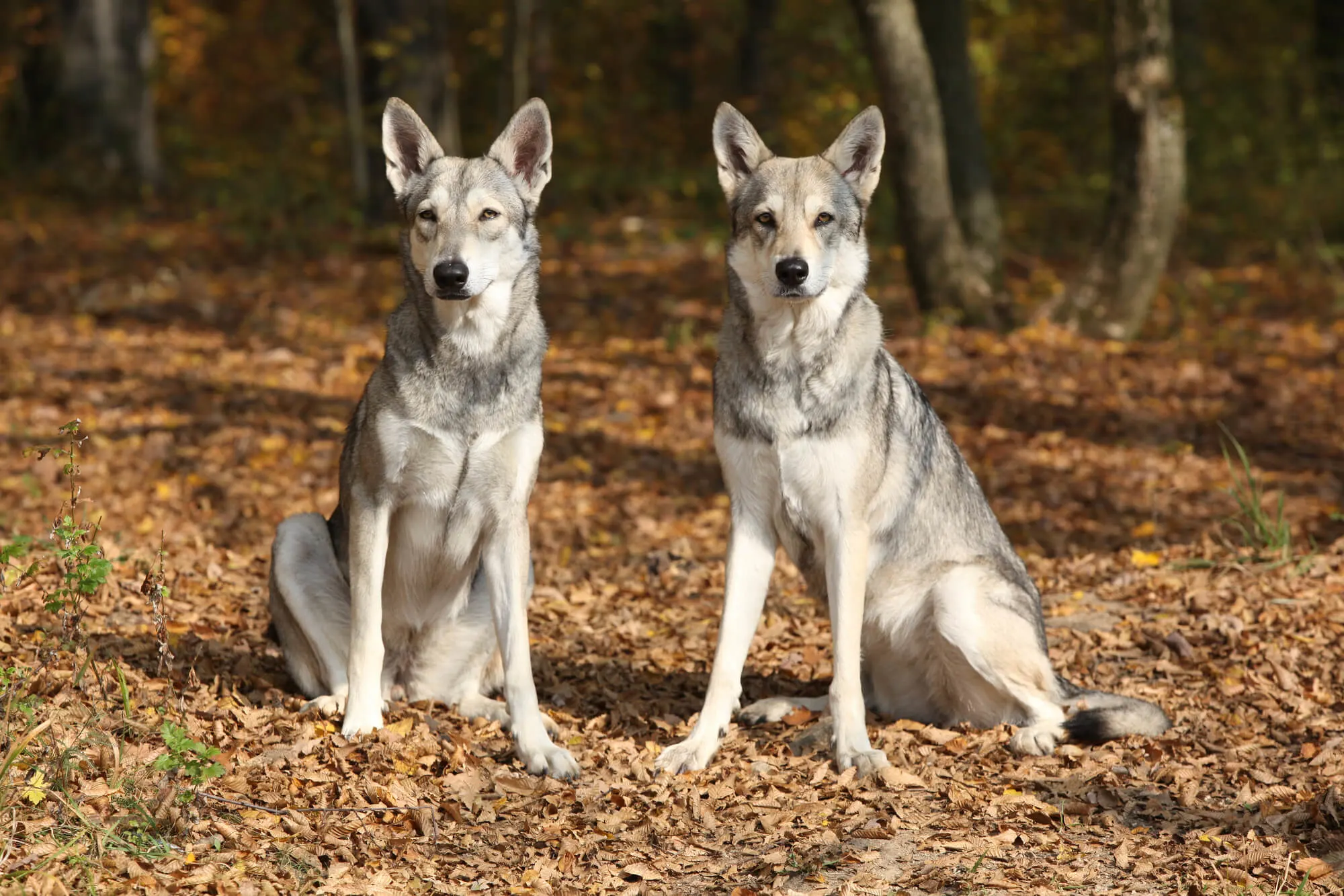 Saarloos Wolfhound