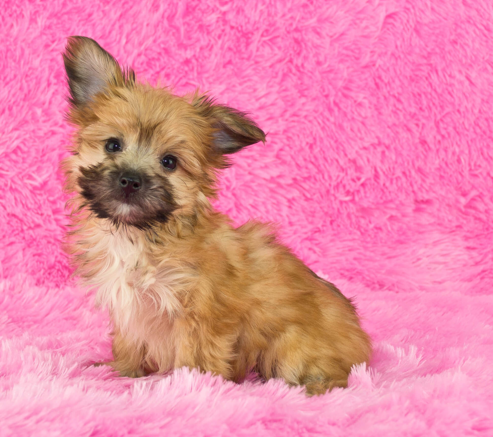 Yorkipoo