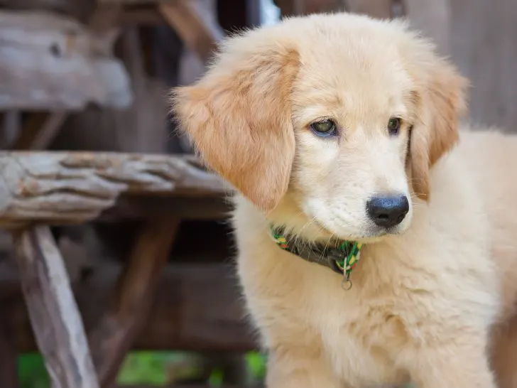 Mini Golden Retriever: Umfassender Rasse-Leitfaden mit Fotos