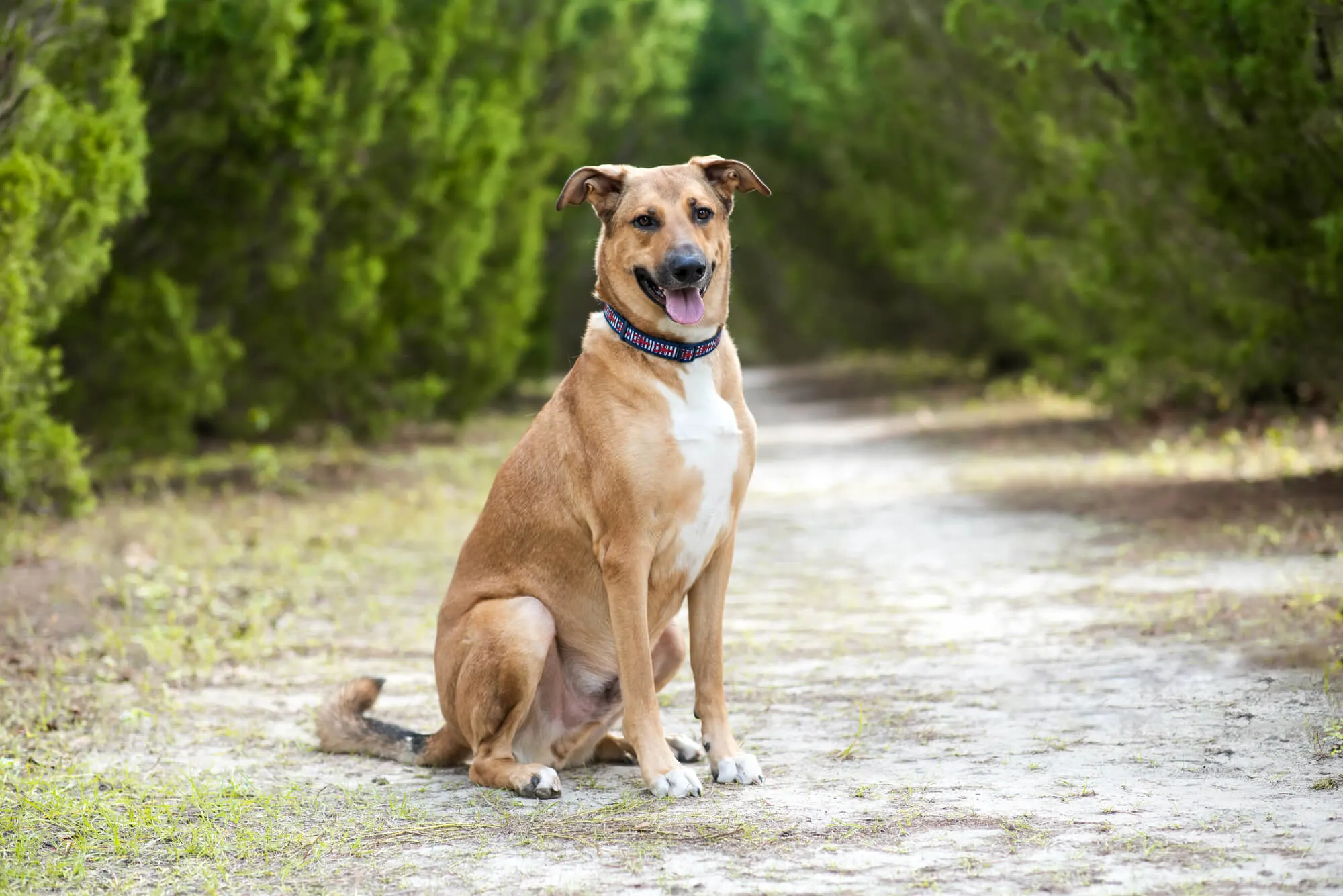 Tuerkische Hunderassen Anatolischer Hirtenhund