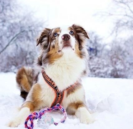 Australian Shepherd Husky Mix- Aussie Husky