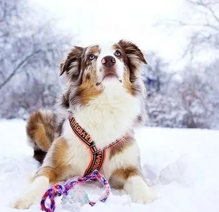 Australian Shepherd Husky Mix- Aussie Husky