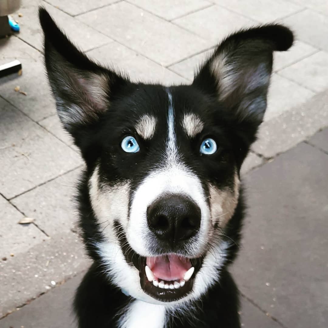 Berner Sennenhund Husky