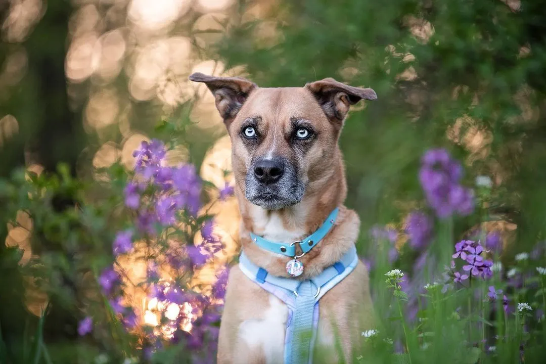 Boxer Husky Mix - Boxsky