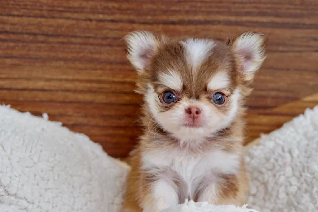 Chihuahua Husky Mix - Chusky