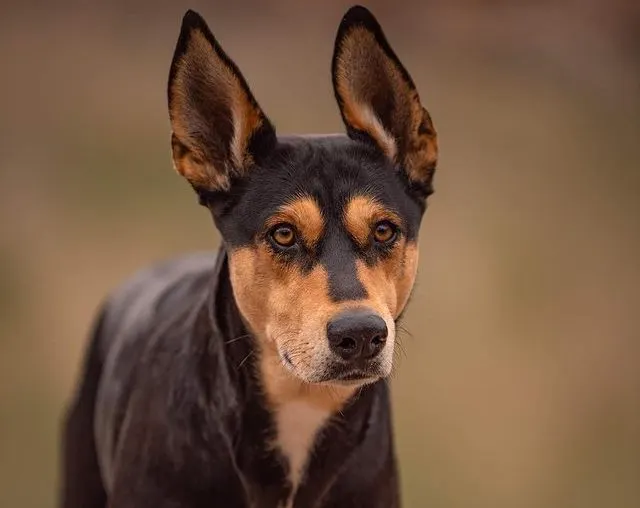 Dobermann Husky Mix - Dobsky