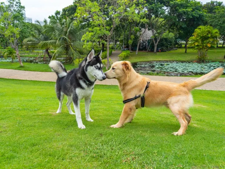 Golden Retriever Husky Mix: Alles über Goberians mit Fotos