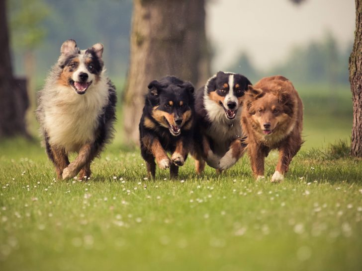 Hundealter in Menschenjahren umwandeln: Unser Hunde-Alter-Rechner!