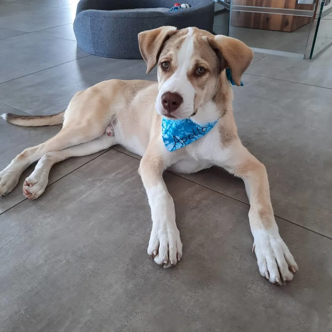 Husky Bulldogge Mix Bullsky