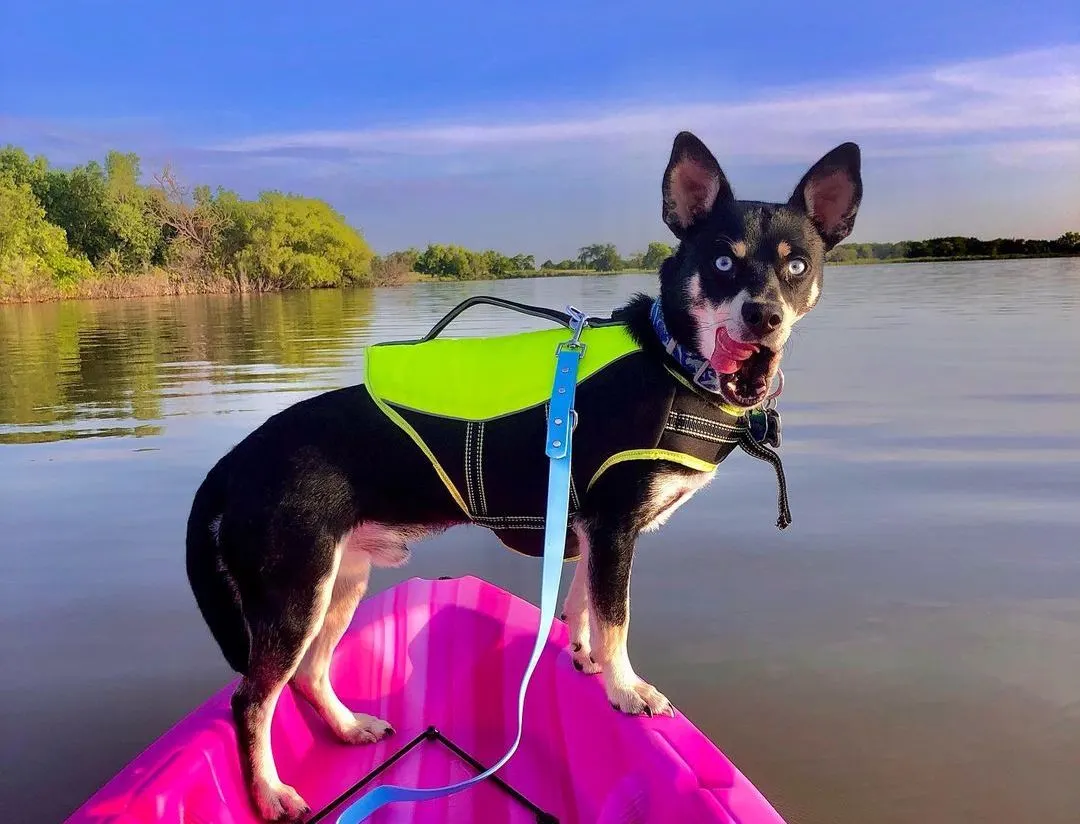 Husky Dackel Mix - Dusky