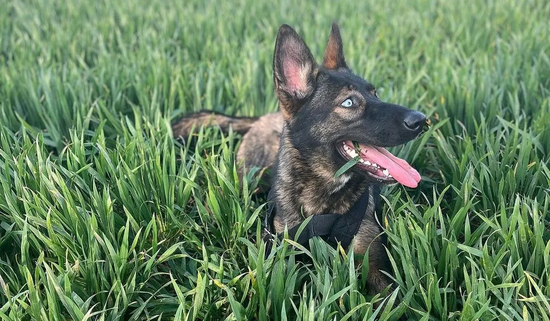 Husky Malinois Mix - Malusky