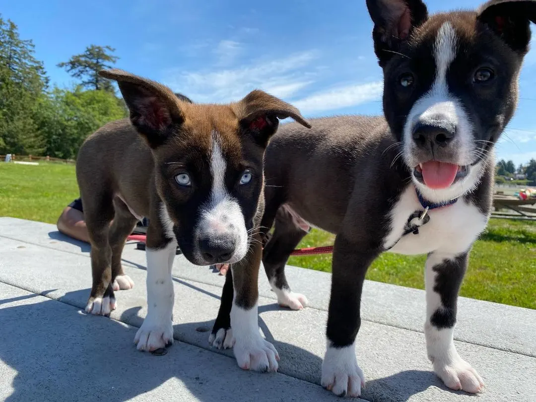 Husky Pitbull Mix - Pitsky