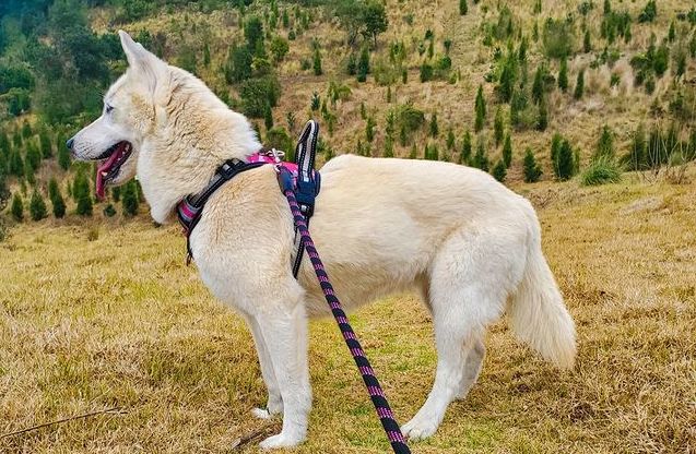 Husky Schäferhund Mix - Shepsky