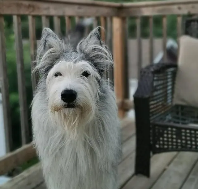 Irish Wolfhound Husky Mix - Irish Wolfsky