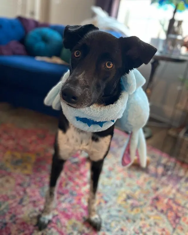 Weimaraner Husky Mix - Weimarsky