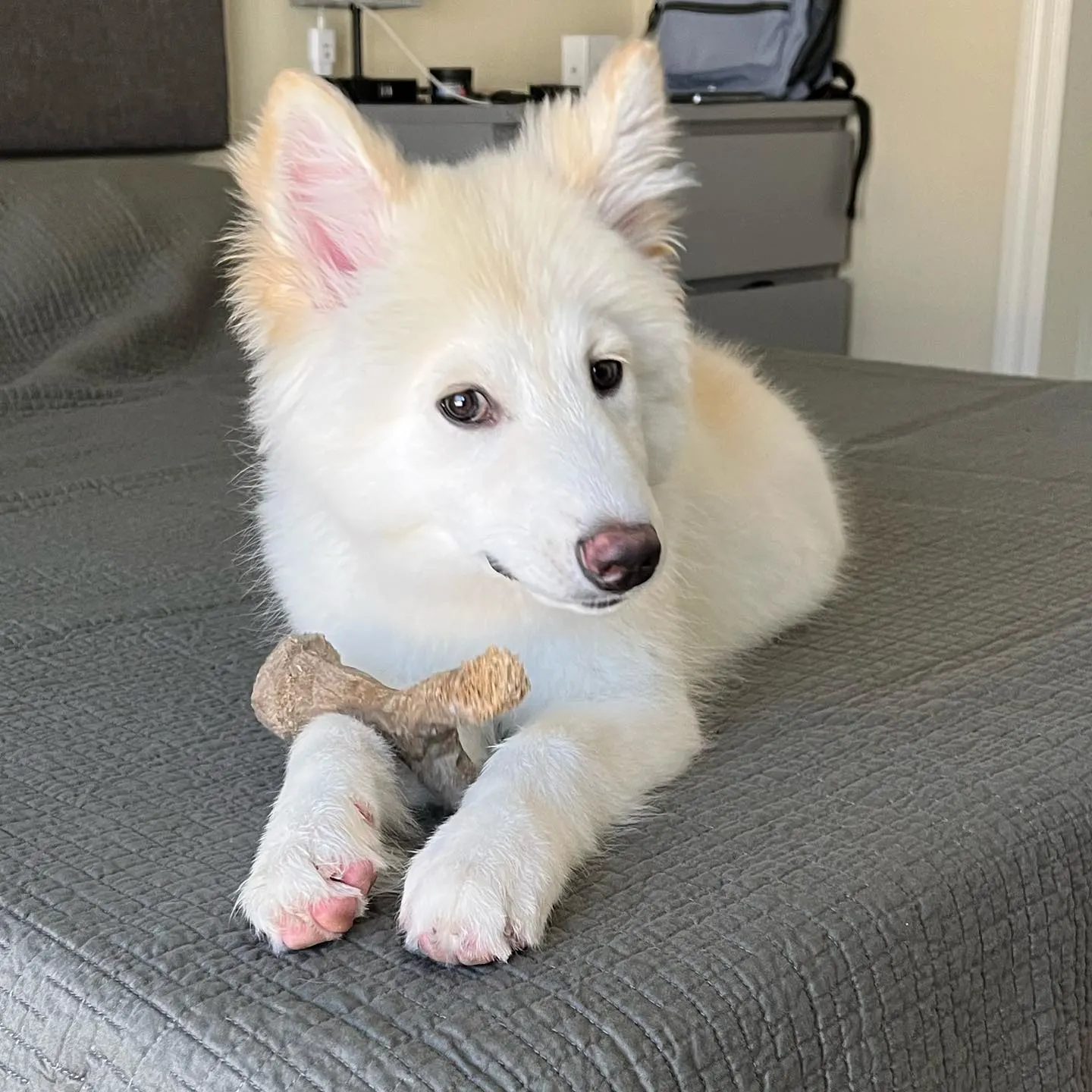 Weißer Schäferhund Husky Mix