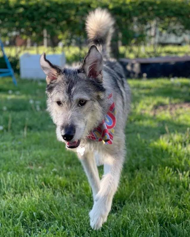 Wolfsspitz Husky Mix - Wolfsky