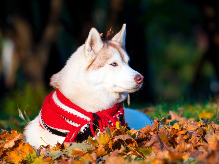 Husky Mix: 22 Faszinierende Husky Mischling Arten (+Fotos)