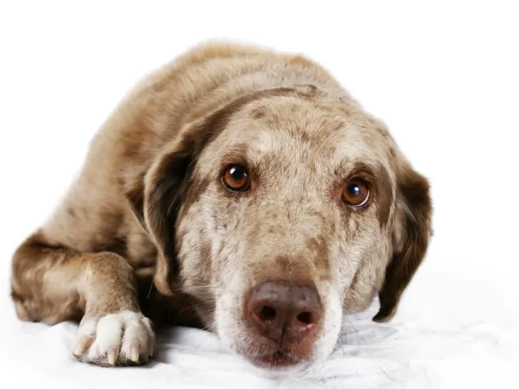 Der Ultimative Leitfaden zum Australian Shepherd Labrador Mix