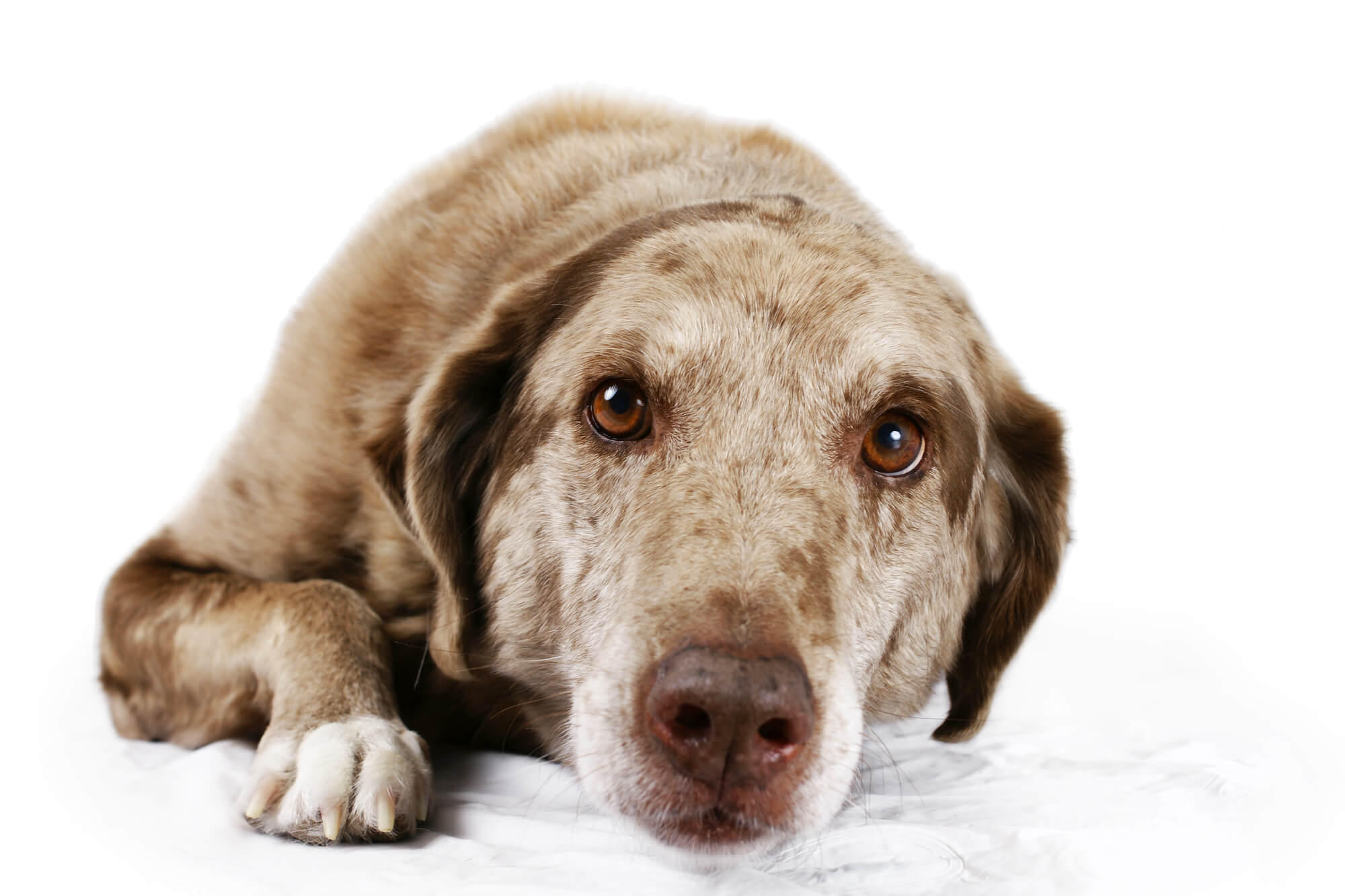 Australian Shepherd Labrador Mix - Aussiedor