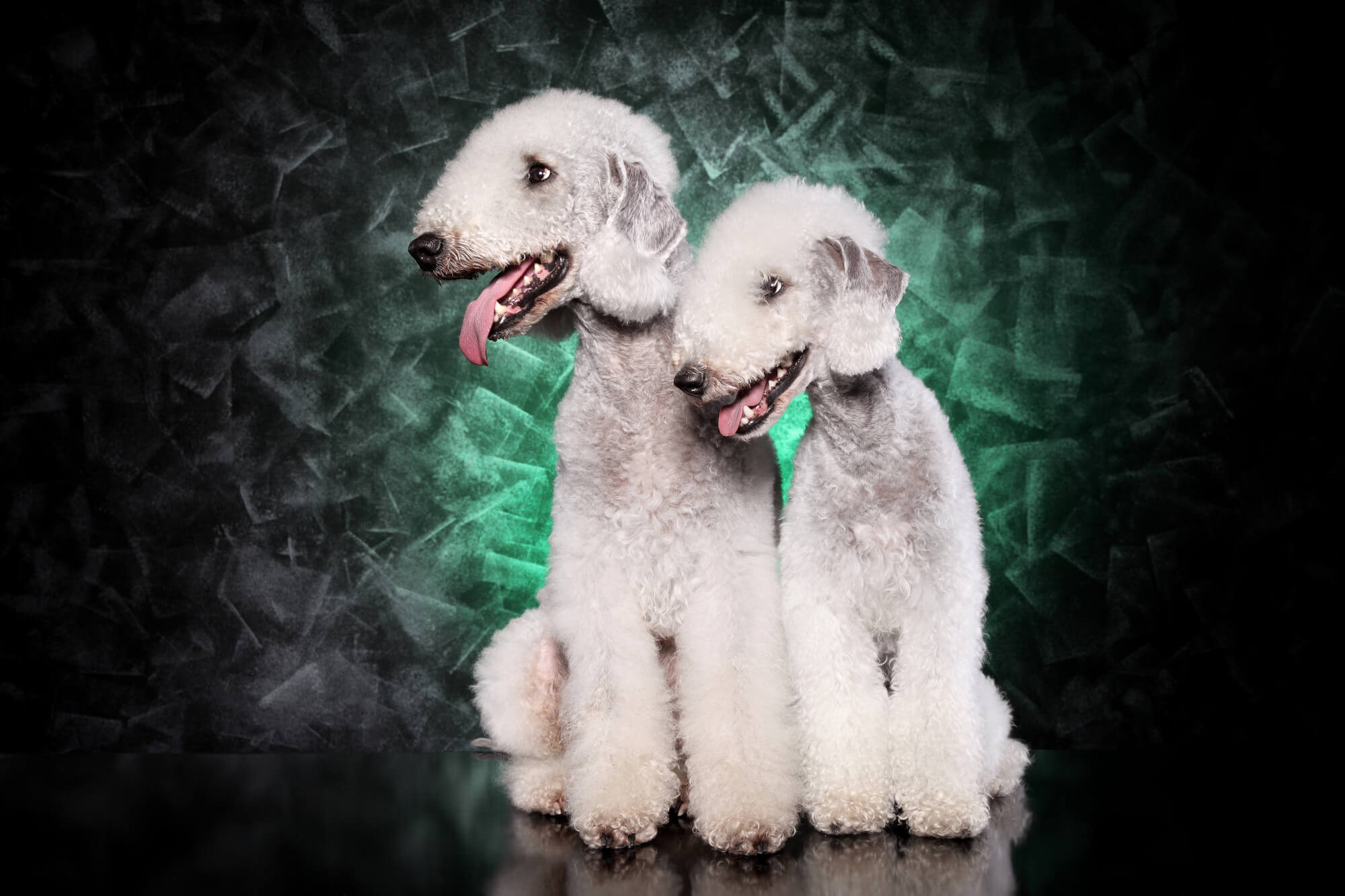 Bedlington Terrier