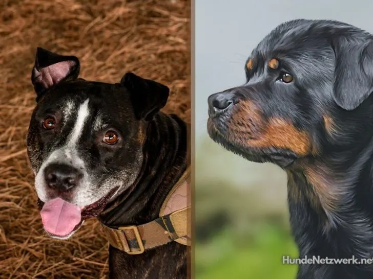 Pitbull Rottweiler Mix: Ein Führer durch den imposanten Vierbeiner