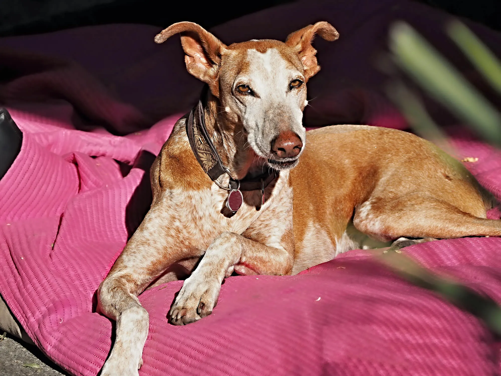 Podenco Canario