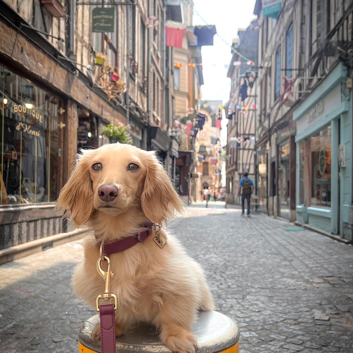 English Cream Dachshund